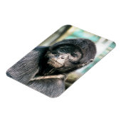 MONKEYS MAGNET (Linke Seite)