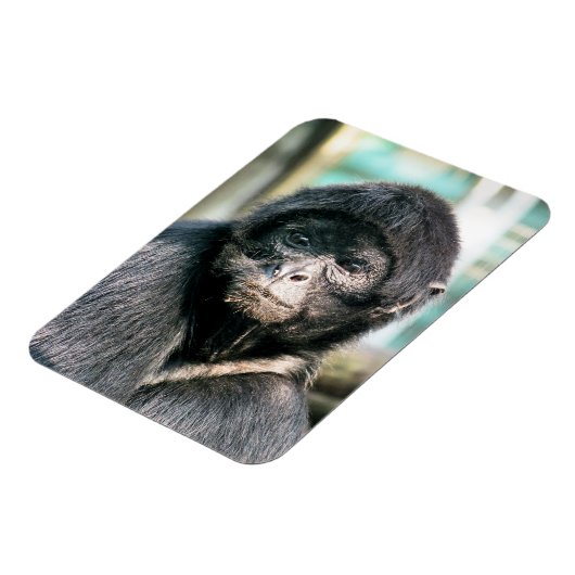 MONKEYS MAGNET (Linke Seite)