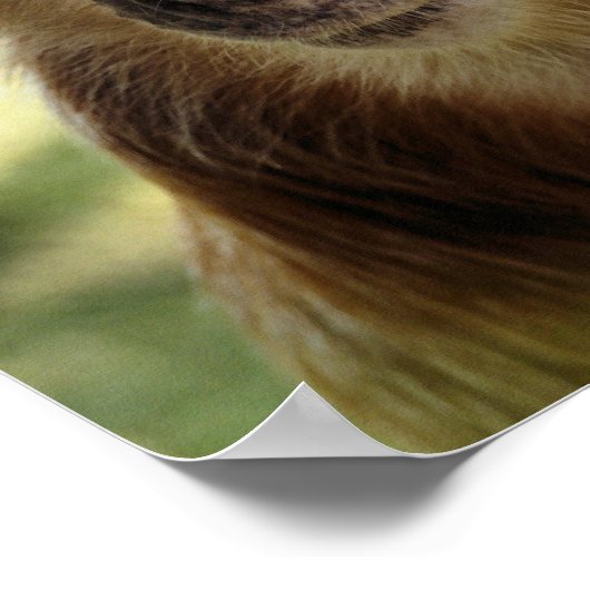 MONKEYS POSTER (Ecke)