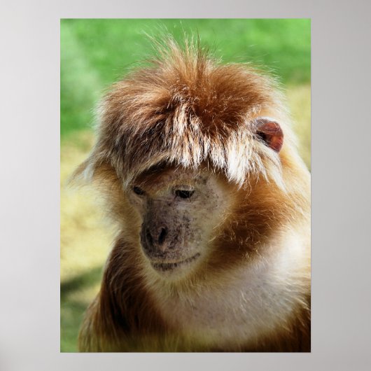 MONKEYS POSTER (Vorne)