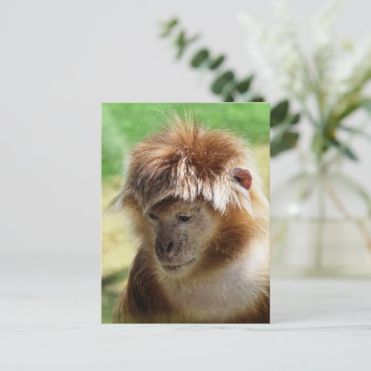 MONKEYS POSTKARTE (Stehend Vorderseite)