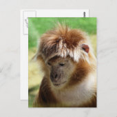 MONKEYS POSTKARTE (Vorne/Hinten)