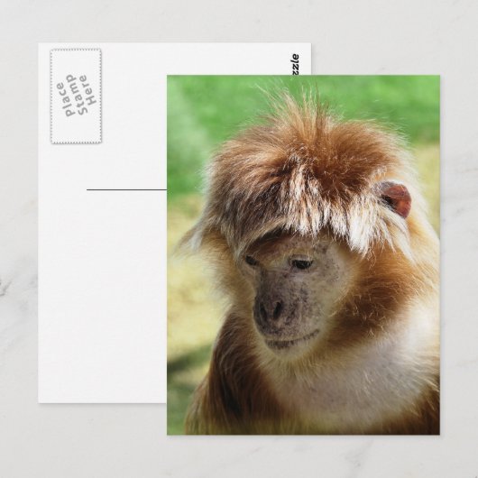MONKEYS POSTKARTE (Vorne/Hinten)