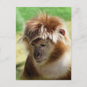 MONKEYS POSTKARTE
