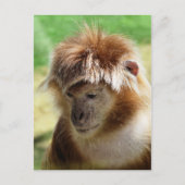 MONKEYS POSTKARTE (Vorderseite)