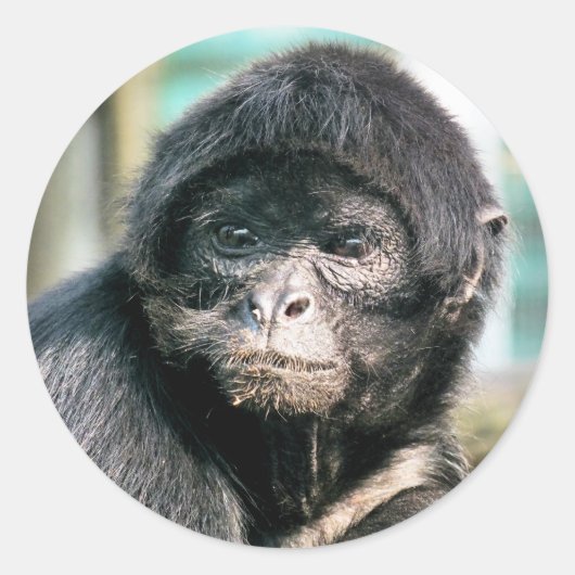 MONKEYS RUNDER AUFKLEBER (Vorderseite)