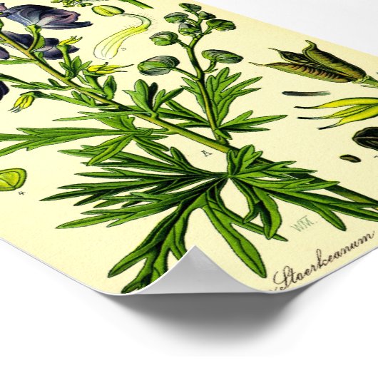 Monkshood (Aconitum napellus) Poster (Ecke)
