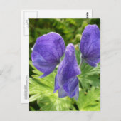 Monkshood-Blüten, Insel Unalaska Postkarte (Vorne/Hinten)