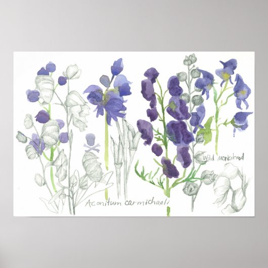 Monkshood Giftige Pflanze Botanische Studie Poster (Vorne)