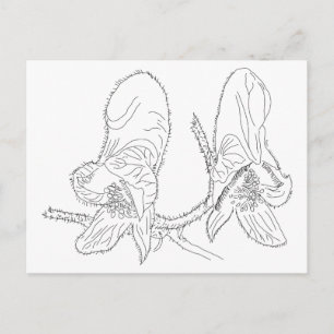 Monkshood Illustration Postkarte