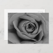 Monochromatische Rose Postkarte (Vorne/Hinten)