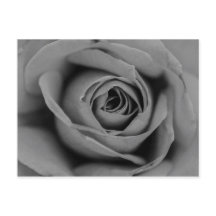 Monochromatische Rose Postkarte