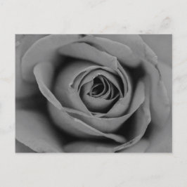 Monochromatische Rose Postkarte