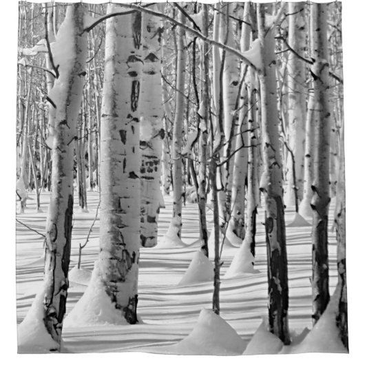 Monochrome Aspen Tree Trunken im Winterschnee-Foto Duschvorhang (Vorderseite)