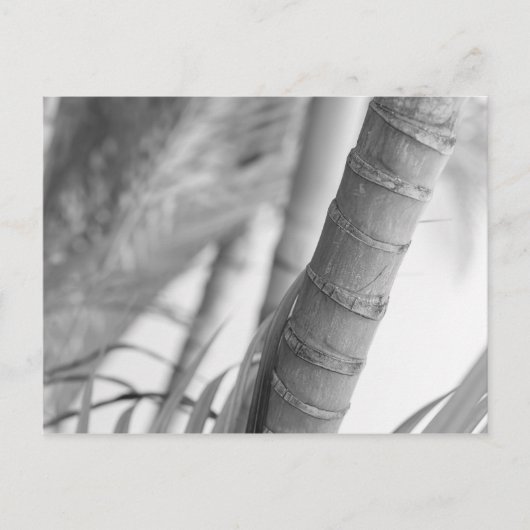 Monochrome Bamboo Postkarte (Vorderseite)