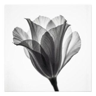 Monochrome botanical fine art photograph fotodruck