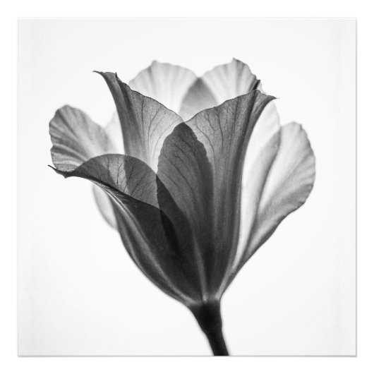 Monochrome botanical fine art photograph fotodruck (Vorne)