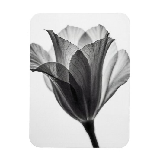 Monochrome botanical fine art photograph magnet (Vertikal)
