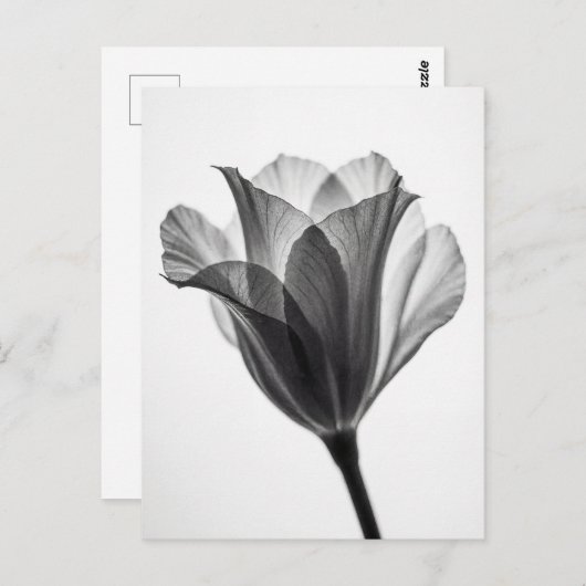 Monochrome botanical fine art photograph postkarte (Vorne/Hinten)