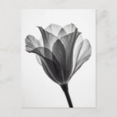Monochrome botanical fine art photograph postkarte (Vorderseite)