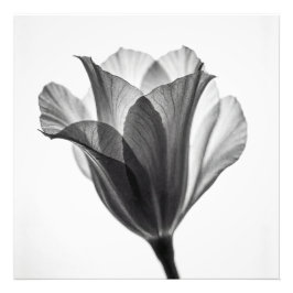 Monochrome botanische Kunstfotografie Fotodruck