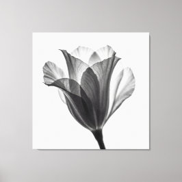 Monochrome botanische Kunstfotografie Leinwanddruck