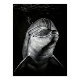 Monochrome Dolphin Portrait - Underwater Marine A Poster