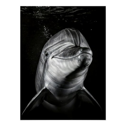 Monochrome Dolphin Portrait - Underwater Marine A Poster (Vorderseite)