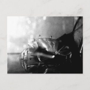 Monochrome Hermit Crab-Fotografie Postkarte