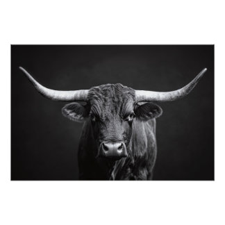 Monochrome Langhorn-Steerrinder Poster