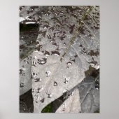 Monochrome Leaf Raindrop Fotografie Poster (Vorne)