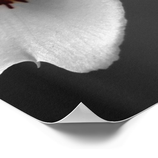 Monochrome Orchideen Poster (Ecke)