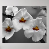 Monochrome Orchideen Poster (Vorne)