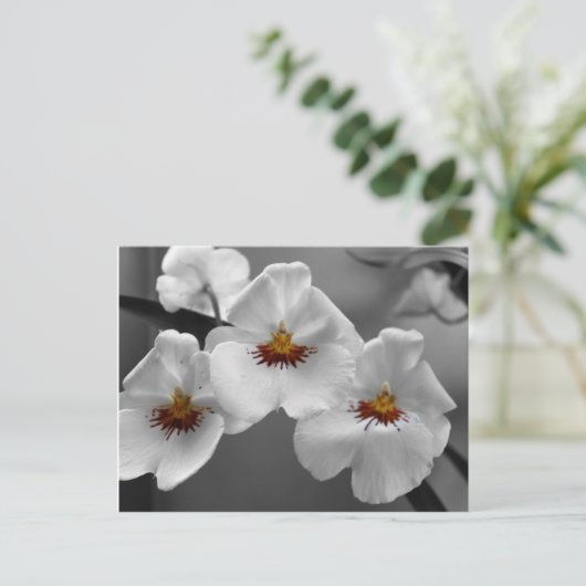 Monochrome Orchideen Postkarte (Stehend Vorderseite)