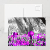 Monochrome Schwarz-weiße Lila Blume Postkarte (Vorne/Hinten)