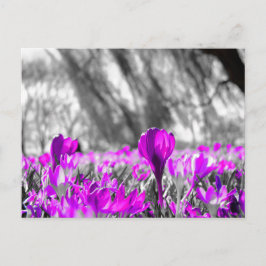 Monochrome Schwarz-weiße Lila Blume Postkarte