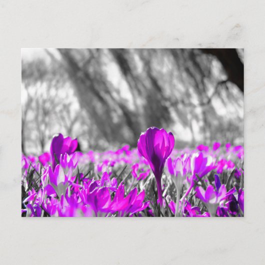 Monochrome Schwarz-weiße Lila Blume Postkarte (Vorderseite)