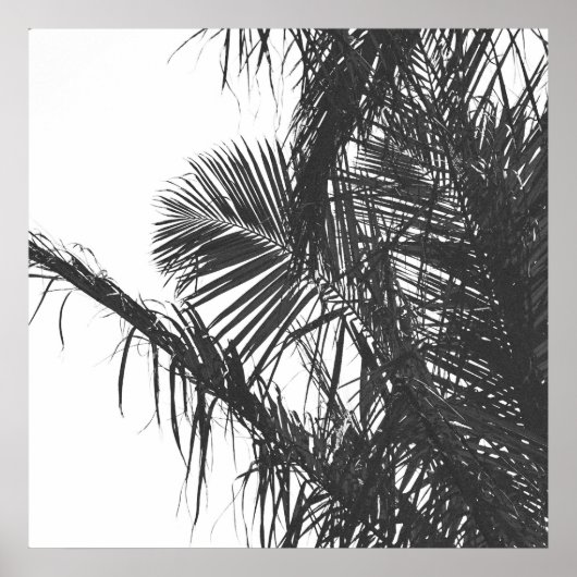 Monochrome Schwarz-weiße Palm Tree-Blätter Poster (Vorne)