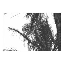 Monochrome Schwarz-weiße Palm Tree-Blätter