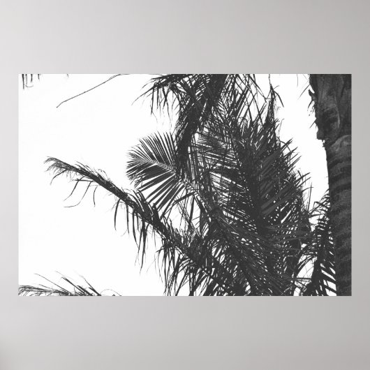 Monochrome Schwarz-weiße Palm Tree-Blätter Poster (Vorne)