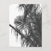Monochrome Schwarz-weiße Palm Tree-Blätter Postkarte (Vorderseite)
