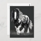 Monochrome Sinti und Roma Cob Horse Postkarte (Vorne/Hinten)