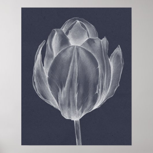 Monochrome Tulip I Poster (Vorne)