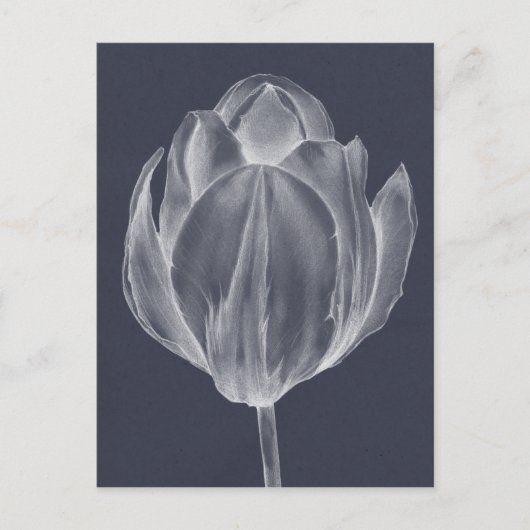 Monochrome Tulip I Postkarte (Vorderseite)
