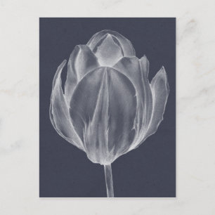 Monochrome Tulip I Postkarte