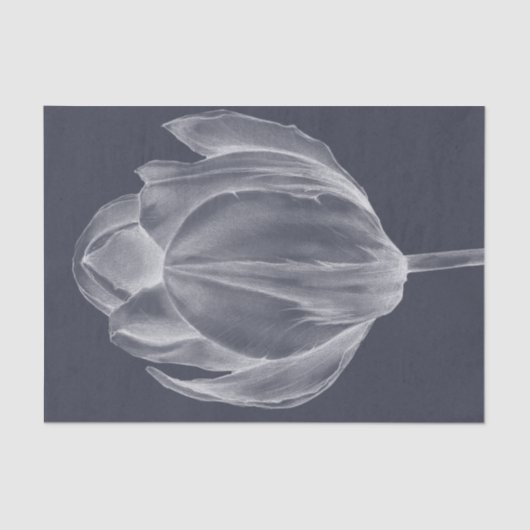 Monochrome Tulip I Seidenpapier (Vorderseite)