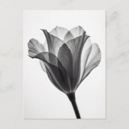 Monochromes botanisches Fine-Art-Fotografie Postkarte