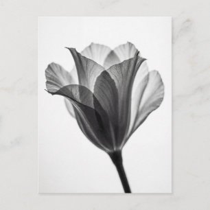 Monochromes botanisches Fine-Art-Fotografie Postkarte