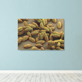 Monocot-Pollen aus einer Iris Leinwanddruck (Insitu (Holzboden))