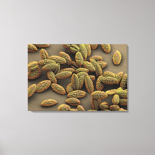 Monocot-Pollen aus einer Iris Leinwanddruck (Vorderseite)